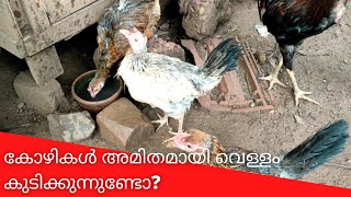 കോഴികൾ അമിതമായി വെള്ളം കുടിക്കുന്നുണ്ടോ? | Nadan Kozhi Valarthal | Poultry Farming Tips, Malayalam