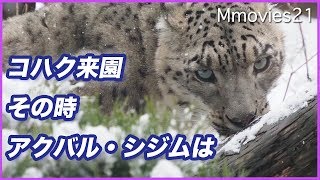 ユキヒョウのコハク 円山動物園に来園 鳴き始めたアクバル シジムのトレーニング