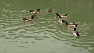 宜蘭賞鳥趣--(太平山)藪鳥.松鼠.紅尾鶲.台灣獼猴.東方毛腳燕.松鴉.金翼白眉(翠峰湖)冠羽畫眉.灰頭花翼.台灣朱雀(棲蘭山莊)台灣紫嘯鶇.綠繡眼(梅花湖)綠頭鴨...紅冠水雞.翠鳥