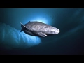 sharks 7 shockingly true facts about great white mako u0026 greenland shark