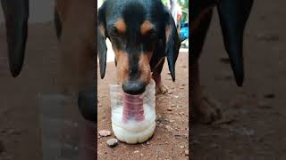 ❤😂DOG എങ്ങനെ ആണ് വെള്ളം കുടിക്കുന്നെ #dachshund /DACHSHUND DOG MALYALAM