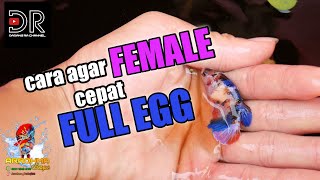 Tips Agar Cupang FEMALE cepat FULL EGG-Cepat ngisi Telur