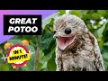 Great Potoo 👀 The Creepiest Bird! | 1 Minute Animals