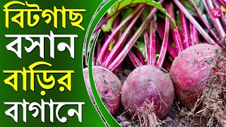 How to Plant Beetroot in your Garden - বাড়ির বাগানে বিটগাছ কিভাবে বসাবেন | RC Farming