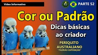 COR e PADRÃO nos PERIQUITOS PADRÃO EXPOSIÇÃO