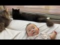 赤ちゃんが寝ている間に近付く猫　ラガマフィンa cat that approaches while the baby is sleeping. ragamuffin.