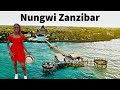 Episode 5 | Best Places To Visit In Nungwi Zanzibar | Epic Day At Essque Zalu Resort | Liv Kenya