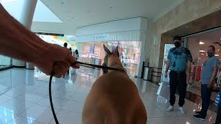 Cash 2.0 Great Dane visits an indoor shopping mall 1