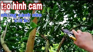 Cách TẠO HÌNH-CẮT NGỌN Cam, Bưởi/Phân Biệt 3 Loại Cành Nên Cắt/Kỹ Thuật Cắt Cành Tạo Tán Cam, Bưởi