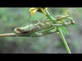 【asmr】オオカマキリの「交尾」②秋が深まるお花畑の風景。まだカマキリがいます。ハナアブを「狩猟」し「捕食」しています。オスがやってきて「交尾」しました。「子孫繁栄」に必死です。応援します。