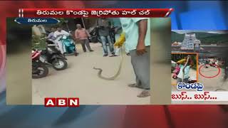 9 foot Snake Hulchul on Tirumala Hills | Tirupathi