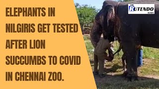 Elephants in Coimbatore, Nilgiris get tested after lion succumbs to Covid in Chennai zoo