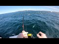 Insane Sydney Fishing! Shark, Kingfish, salmon and Trevally.