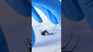 How Black Widow Spiders Inject Venom