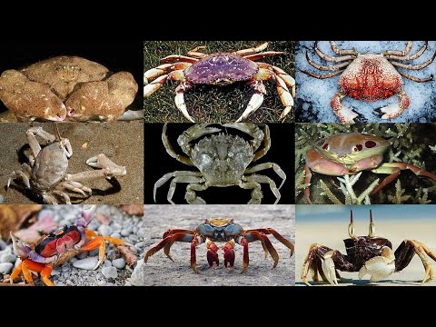 Crab Edit Youtube