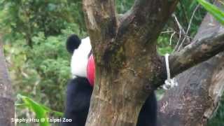 2014/12/05 圓圓與圓仔玩紅球 Giant Panda Yuan Yuan and Yuan Zai plays the red ball