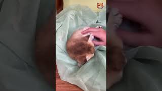 اكتشف مراحل نمو القطط من الولادة حتى تصبح مستقلة 🐾🐱😍