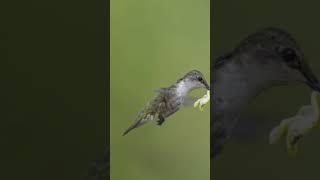 #hummingbird #birds #nature #wildlife