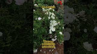 4+2 ஆஃபர் ல நான்கு ரோஸ் செடி வாங்கினால் எஸ்ட்ரா வா 2 ரோஸ் செடி வெறும் 80 ரூபாய்க்கு கிடைக்கும்ங்க
