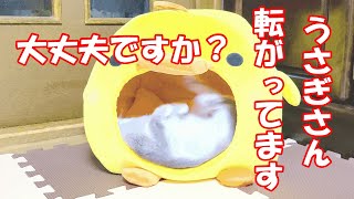 【うさぎ】飼うのを迷ってる方へ。観てから決めて！#271