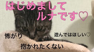 可愛い子猫が我が家にきた！飼い主は猫アレルギーでクシャミと涙が止まらない！[初投稿]