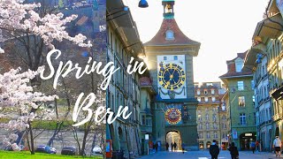 SUNSET AND CHERRY BLOSSOMS in BERN | SWITZERLAND | SPRING