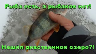 С безмотылкой нашел рыбу. Рыбалка на окуня в Польше. Подводная съемка