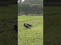 common myna （インドハッカ）のおしゃべり