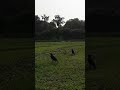 common myna （インドハッカ）のおしゃべり