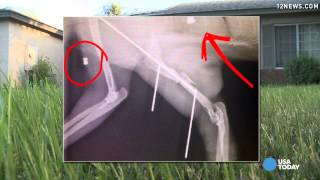 Family shocked by what limping cat's x-ray revealed