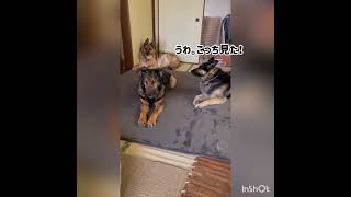 シェパードは雑種犬の下僕です。