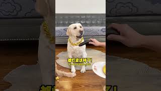 狗子：这香蕉怎么是黑的，不会有毒吧？Dog: Why is this banana black, it can't be poisonous, right? #萌寵#寵物#搞笑#拉布拉多