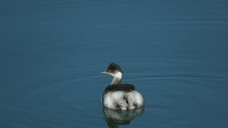 ハジロカイツブリ(Black-necked grebe)・冬羽 January 10,2016