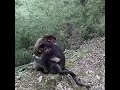 monkey love