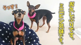 おひさしぶりです、ミニピン兄妹です。　🐶ひみつきちなう！①🐶  (チワワ 柴犬 ビションフリーゼ ミニチュアダックス ポメラニアン) 2020年2月17日