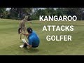 Golfer Attacked By Kangaroo on Fairway in Australia