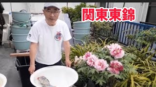 金魚の楽しみ方　関東東錦編　【地金魚愛好家　渡邊さん】