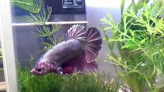 Giant Betta  巨型鬥魚8cm