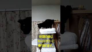 #Shorts    我が家の老猫たちショート26改改