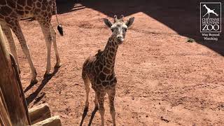 BB at Six Months Old: Smart, Sassy and Outgoing