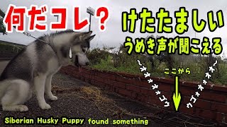 ハスキー犬が見つけた！側溝からけたたましい息遣いが・・ Husky Puppy