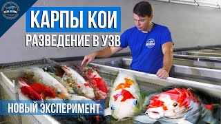 КАРПЫ КОИ - разведение в УЗВ. Новый эксперимент