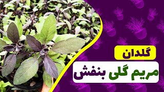 گلدان گیاه دارویی مریم گلی بنفش زرگیاه