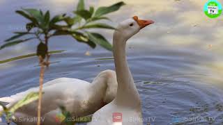 வளம் தரும் பங்களா வாத்து வளர்ப்பு | Duck Farming | Bangalow vathu valarpu