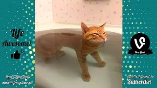 TRY NOT TO LAUGH - Funny Animals Compilation July 2019 - Animals Are Dumb and Silly but Cute