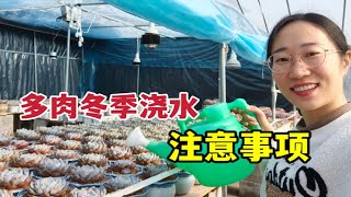 多肉都软薄成这样了才敢浇水，冬天什么温度可以浇水，怎样浇？