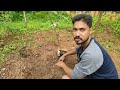 grafting in the mango tree ഗ്രാഫ്റ്റിങ് ഇത്ര ഉയരത്തിൽ ചെയ്യുന്നതിന്റെ കാരണം grafting malayalam