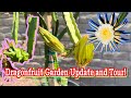 2023 Dragon Fruit Garden Tour/Update! Part 2! Fruit Ripening and RARE Flowers Blooming!