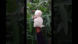 pom puppies available Thrissur 🐾🌿☎️📞9072494592##transportation available🚛🏠 പോം പപ്പീസ്  വിലകുറവിൽ💥