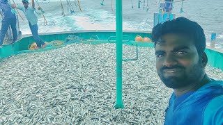 4,000+ KG மத்தி மீன் பிடித்திருகிறோம் | We caught 4,000+ KG Sardine Fish | mayilai meenavan |